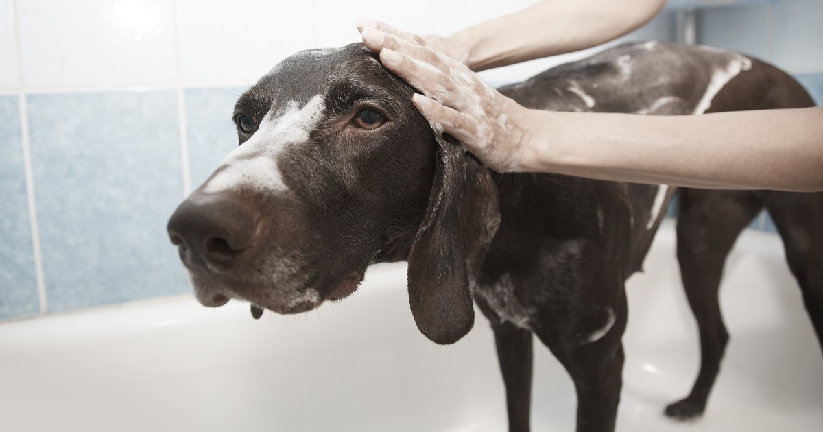 Dog being groomed with brush and shampoo during bath