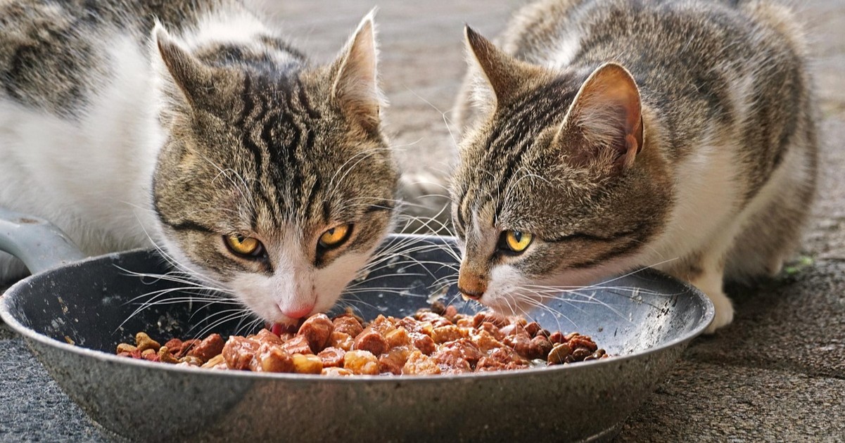 Healthy cat eating nutritious wet and dry food from bowl